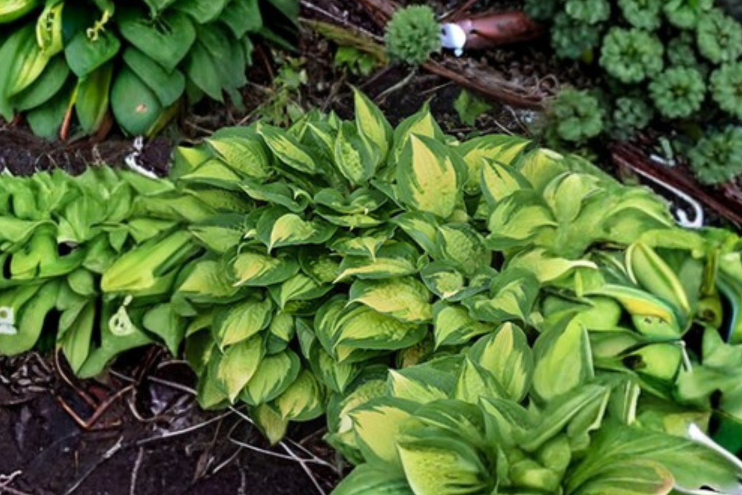 Hosta Island Breeze 3-Inch Pot Variegated Shade Perennial Yellow Green Foliage Garden Starter Plant