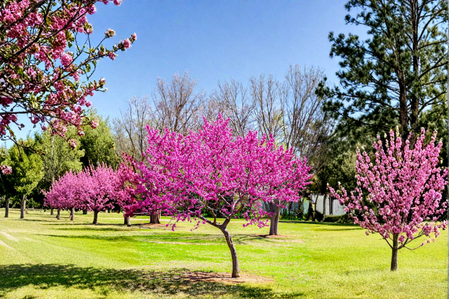 Oklahoma Redbud Tree 4–6 Ft Live Flowering Tree Pink Spring Bloom Cercis canadensis var. texensis
