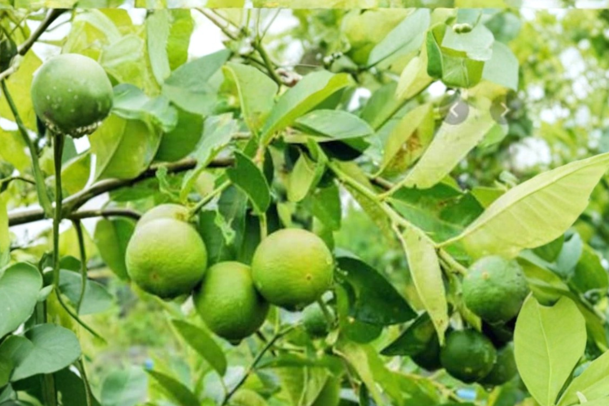 Dwarf Key Lime Seeds Citrus aurantiifolia Non-GMO Indoor Outdoor Container Gardening 10 Seeds