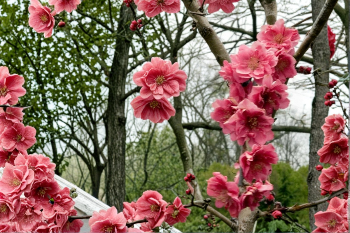 Crimson Cascade Weeping Peach Tree 4–6 ft, Pink Blossom, Ornamental Garden Tree, Prunus persica, Deciduous Flowering Tree