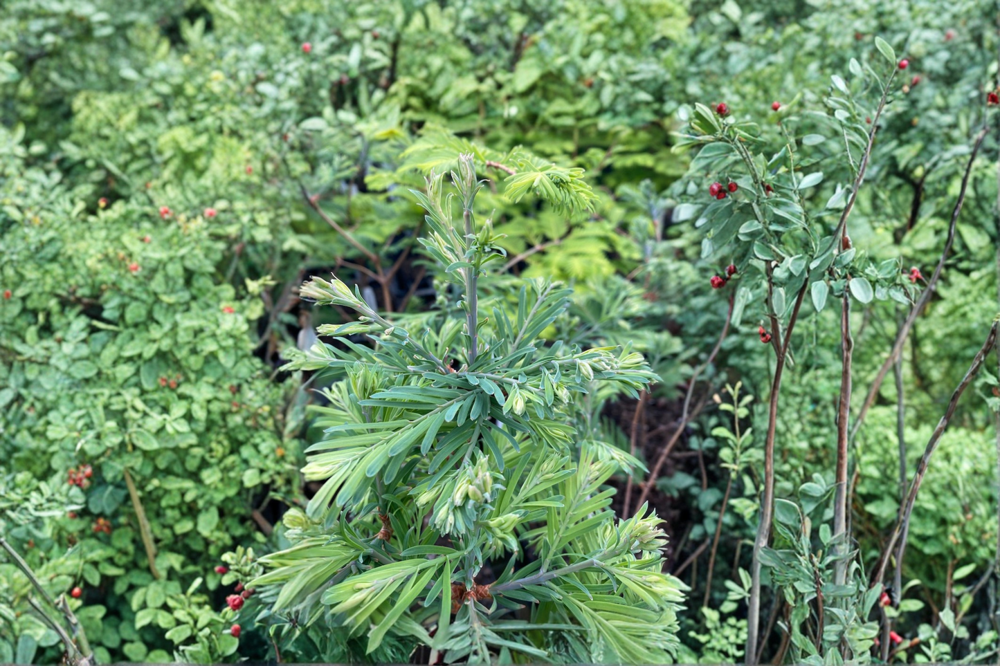 Dawn Redwood Live Plant 10 Inch Grafted Metasequoia glyptostroboides Deciduous Tree