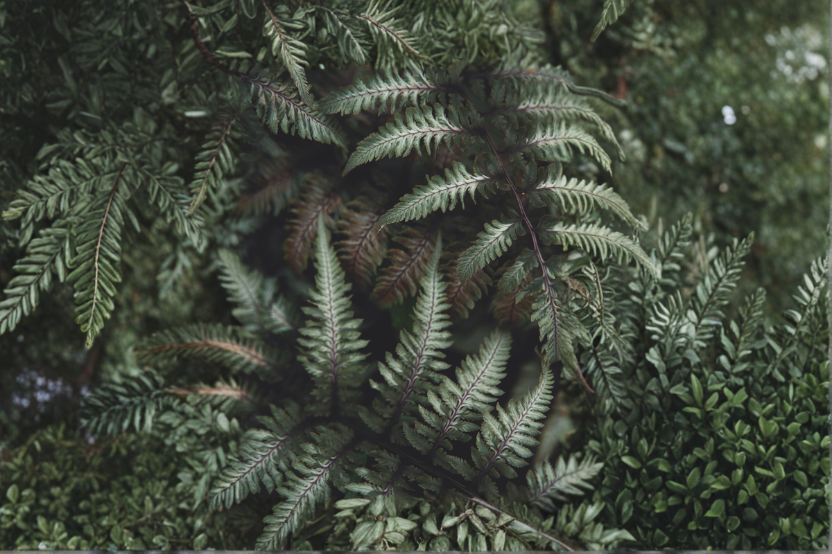 Japanese Painted Fern Live Plants - 3 Rooted Starters in 1 Qt Pots, Athyrium Niponicum, Shade Garden Fern