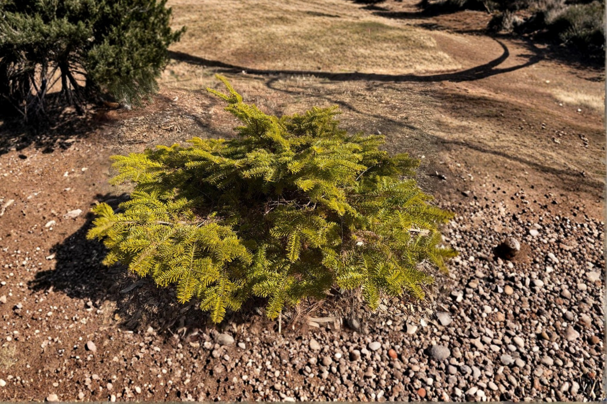 Golden Spreader Nordmann Fir Live Plant – Dwarf Evergreen Conifer with Golden Foliage, 10 Inches Tall, 1-Gallon Pot