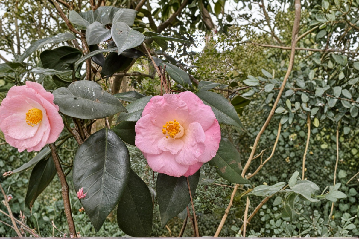 Japanese Camellia ‘Berenice Boddy’ 1 Gallon Live Plant – Evergreen Flowering Shrub for Shade Gardens, Camellia japonica