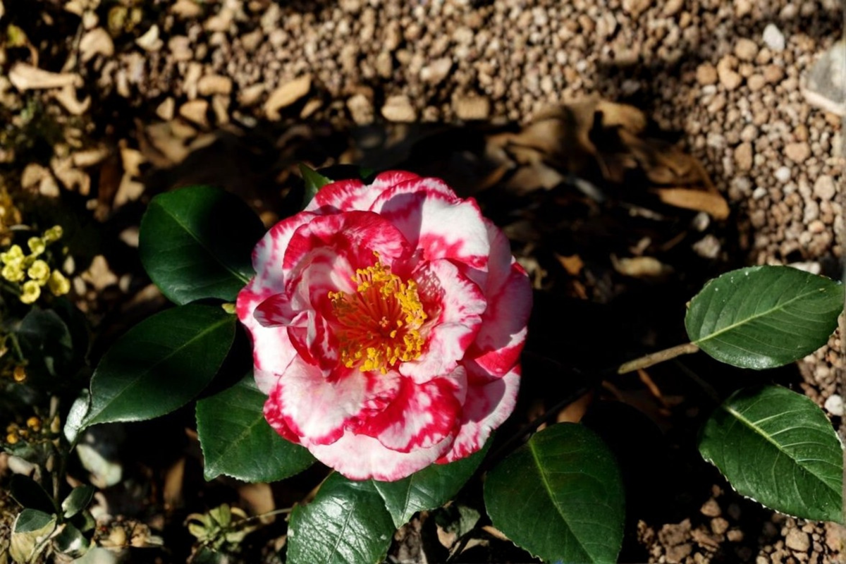 Camellia japonica 'Terry Giley' Live Plant | 3-Gallon Pot Pink Double Flowers Evergreen Shrub for Garden Landscape