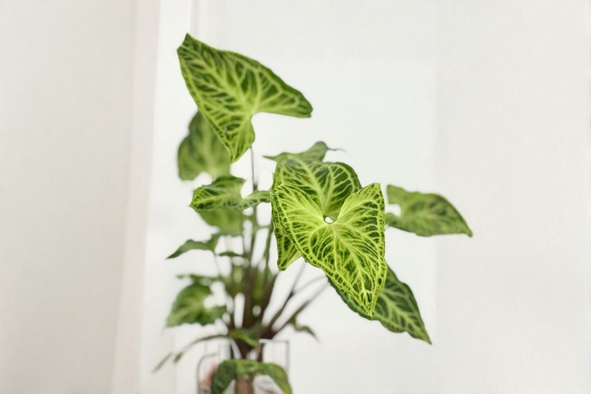 Syngonium Batik Live Plant, White Variegated Arrowhead Vine, Tropical Starter Plant, Indoor Climbing or Trailing Houseplant