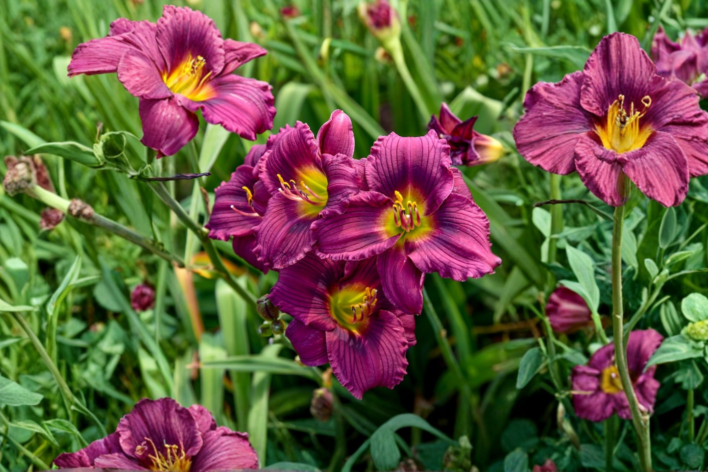 Little Grapette Daylily Bare Root Plants, Purple Flowers, Perennial, Hemerocallis, Easy Care, Border, Edging, Garden