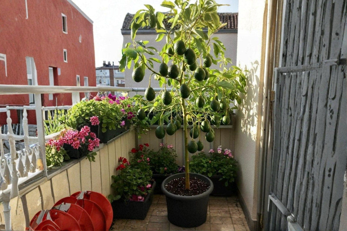 Grafted Mexican Avocado Tree 3-4 Ft Tall Live Plant Persea americana for Patio Garden & Orchard