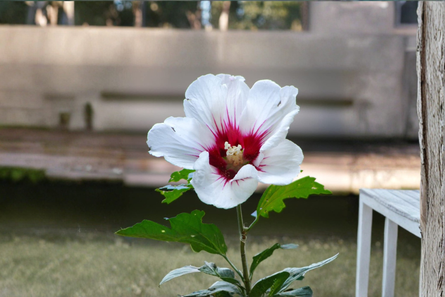 White Rose of Sharon Plant, Double White Hibiscus Shrub, 1-Gallon, Deciduous Flowering Shrub, Hibiscus syriacus