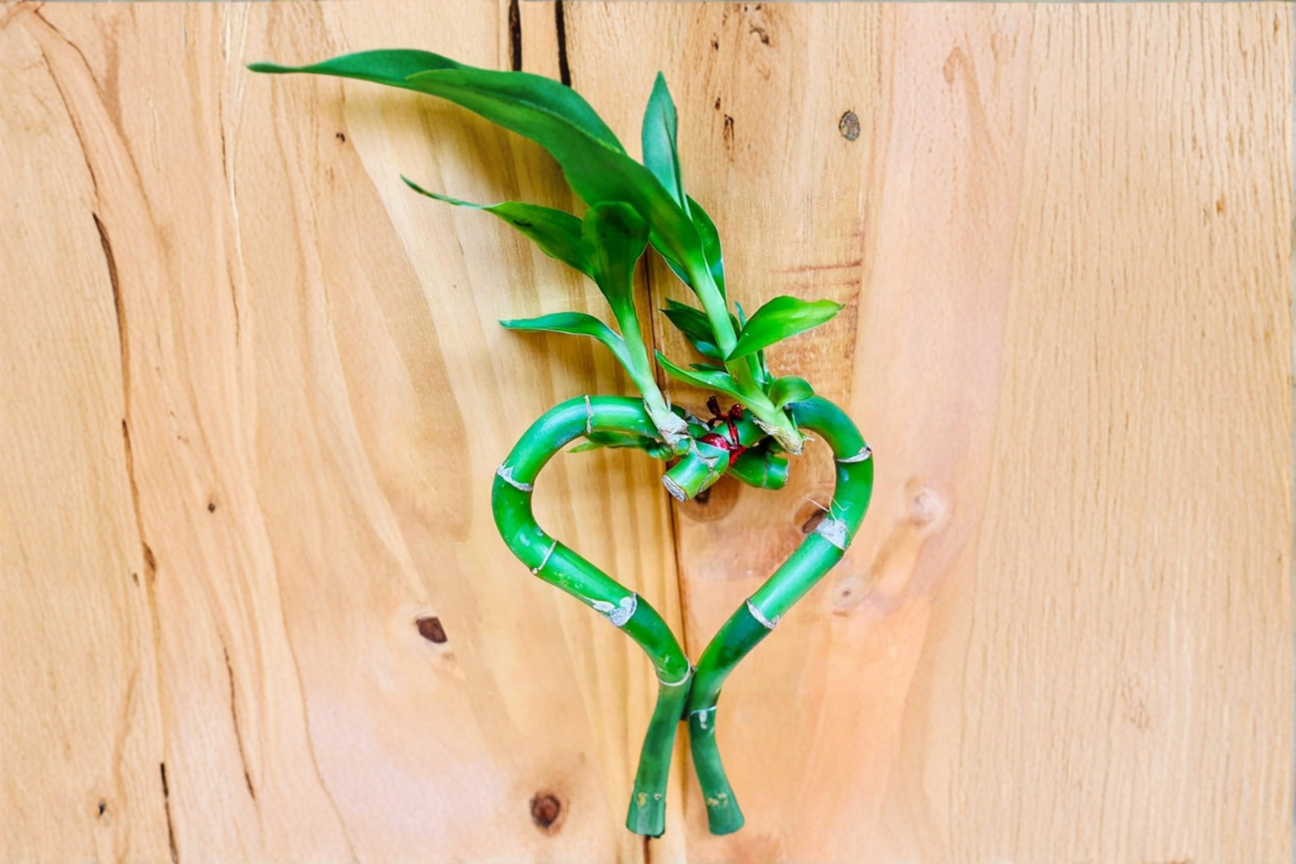 Lucky Bamboo Heart Plant – Live Dracaena sanderiana Indoor Hydroponic Houseplant for Decor and Gift