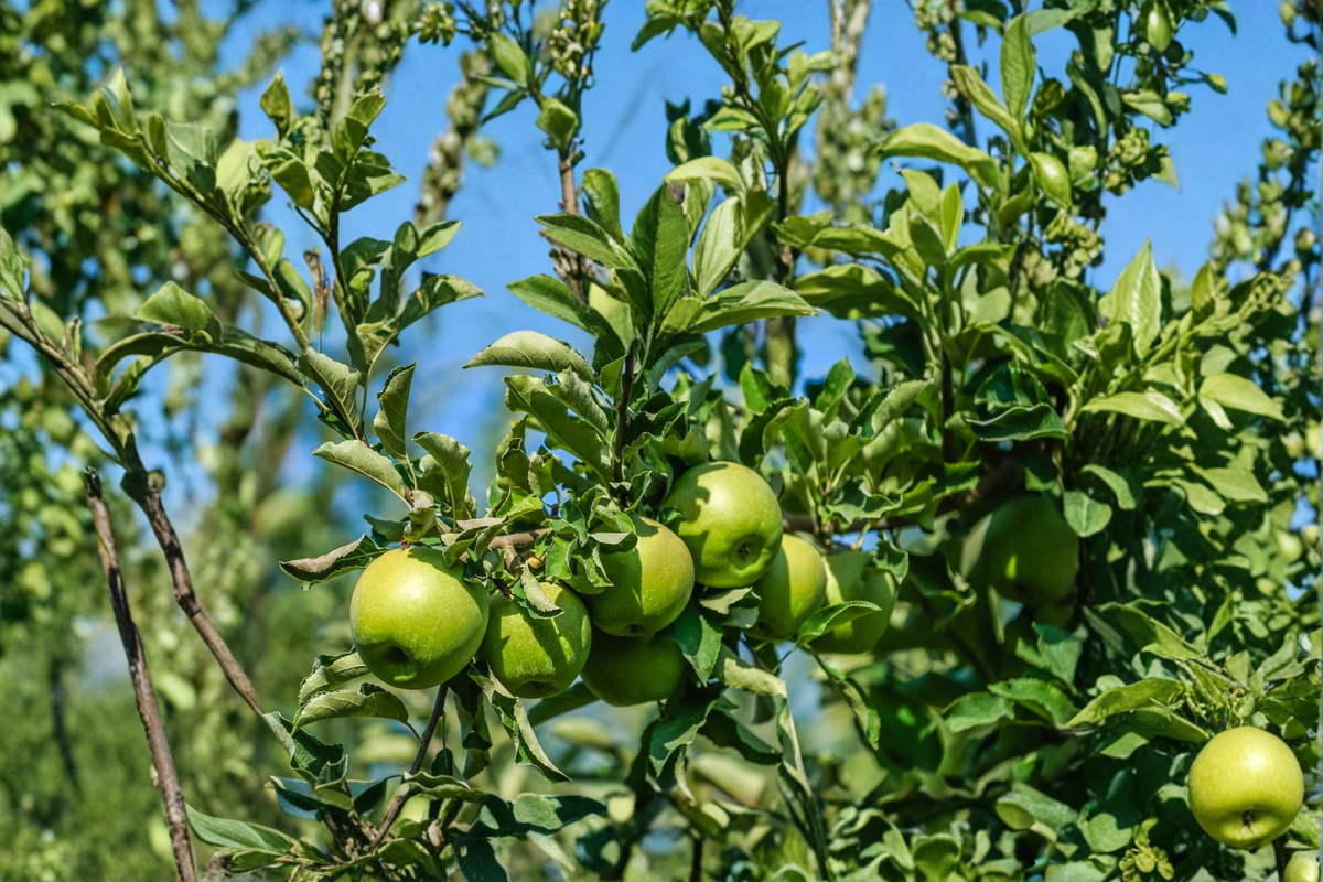 Live Granny Smith Apple Tree 4–6 ft Deciduous Fruit Tree with Green Apples for Garden & Orchard