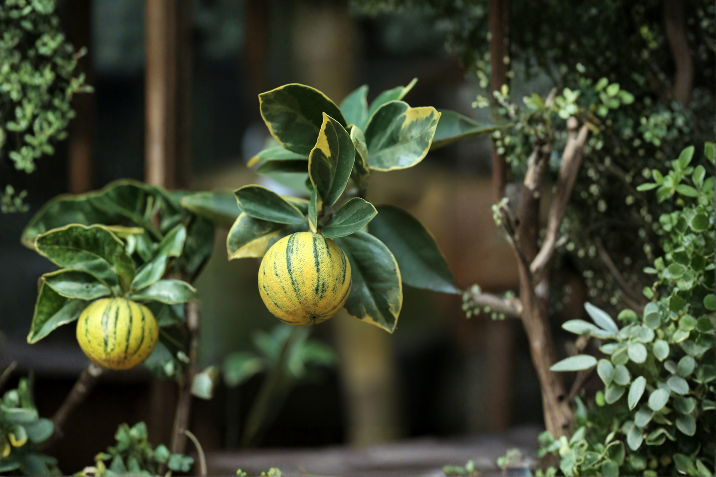 Variegated Pink Lemon Tree Live Dwarf Citrus Plant in 4x4x14 Pot, Pink Flesh, Variegated Foliage, Citrus limon 'Variegated Pink Eureka'