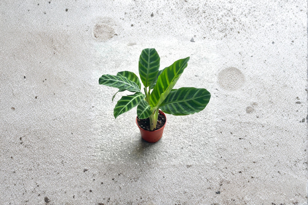 Calathea Zebrina Live Plant, Indoor Tropical Houseplant, Fully Rooted Starter, Decorative Striped Foliage, Calathea zebrina