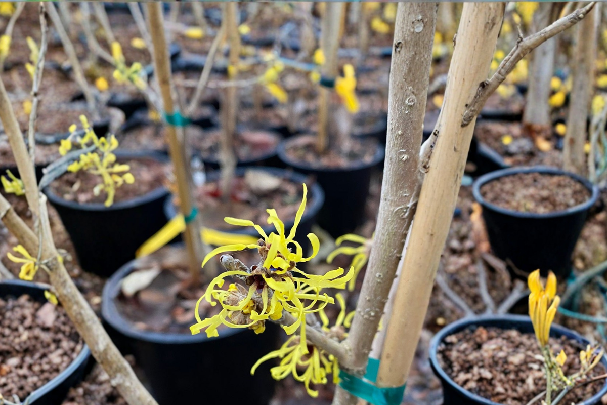 Witch Hazel ‘Angel’ Live Plant – 12-Inch Grafted Shrub with Yellow Winter Blooms, Hamamelis mollis, Deciduous Flowering Shrub