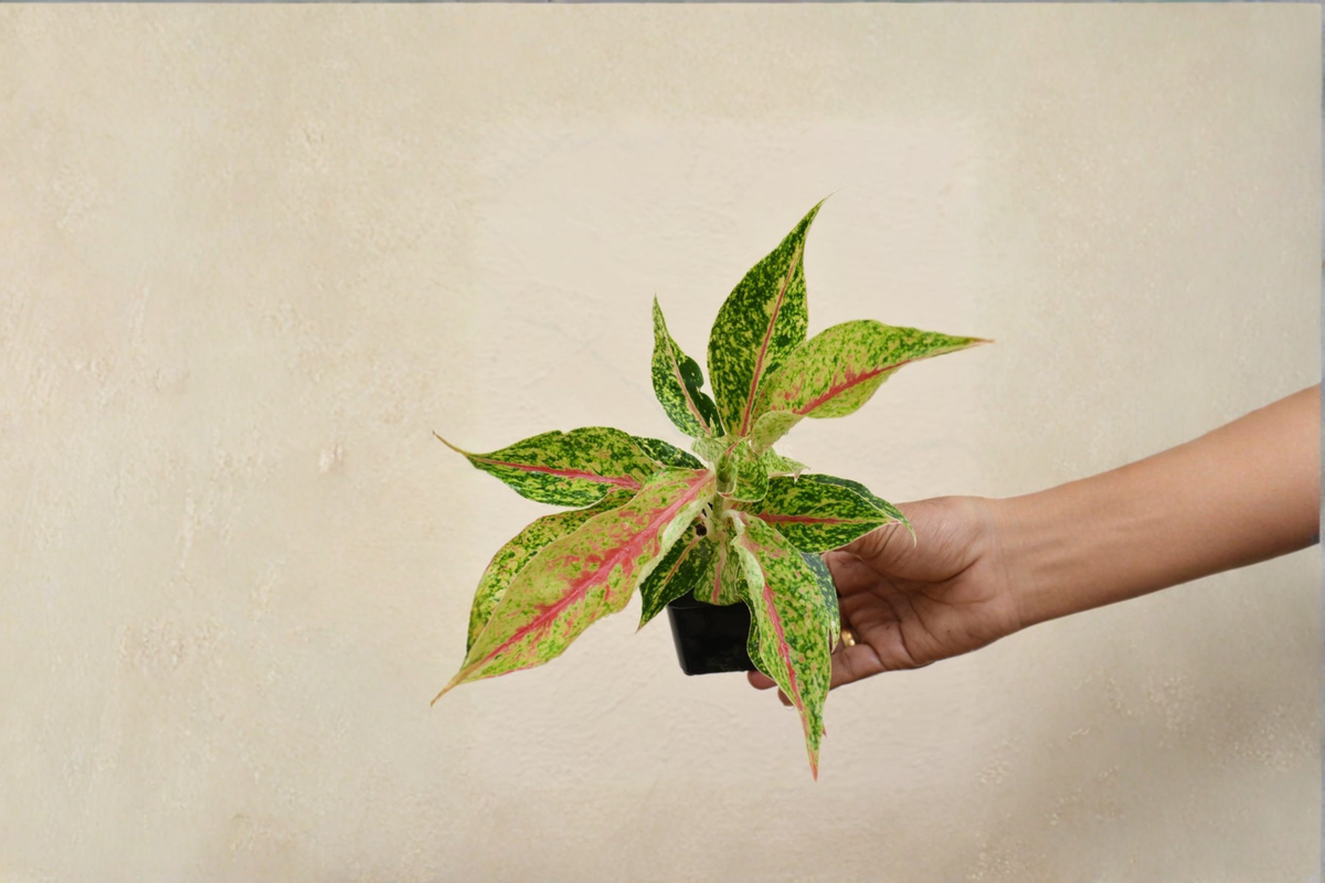 Aglaonema Night Sparkle Live Houseplant, 2-Inch Rooted Tropical Foliage Plant for Indoor Decor & Beginners