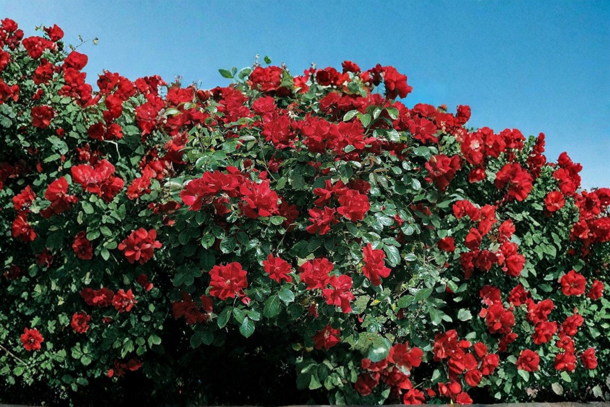 Red Climbing Rose Seeds 10 Pack - Scented Rose Vine Flower Plant for Garden, Trellises, Fences, Arches, USA Seller