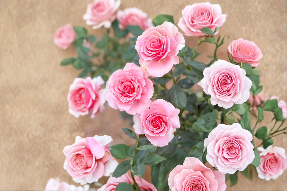 Live Rose Plant - 1 Gal Hybrid Tea Rose with Large Coral Pink Blooms, Full Sun, Garden Ready Rosa spp.