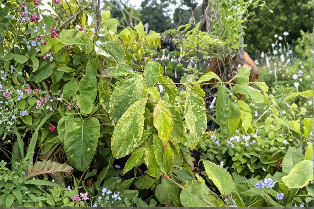 White Duster Kousa Dogwood Live Plant – Variegated Foliage, 1-Year Grafted Cornus kousa, 12 Inches Tall, Ornamental Tree