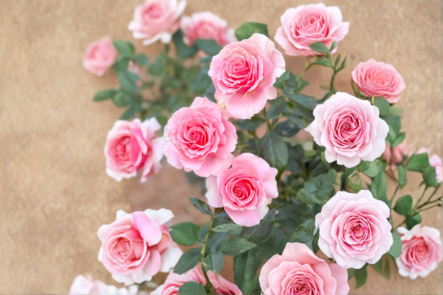 Tournament of Roses Rose Live Plant, Coral Pink Flowering Shrub, 2-Gallon Rosa spp. for Garden Beds & Landscaping