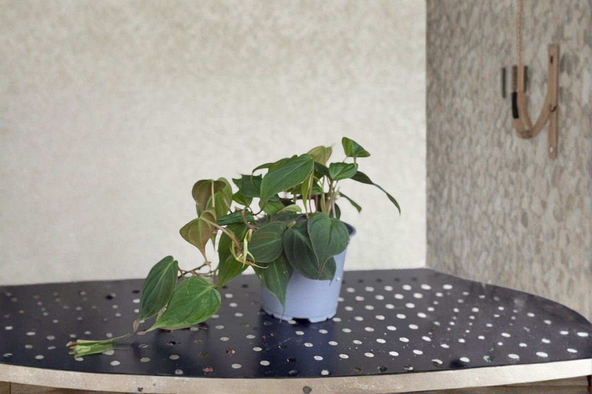 Philodendron Micans Live Plant – 4 Inch Pot, Velvet Heart-Shaped Leaves, Trailing Tropical Vine, Indoor Houseplant, Decorative Gift