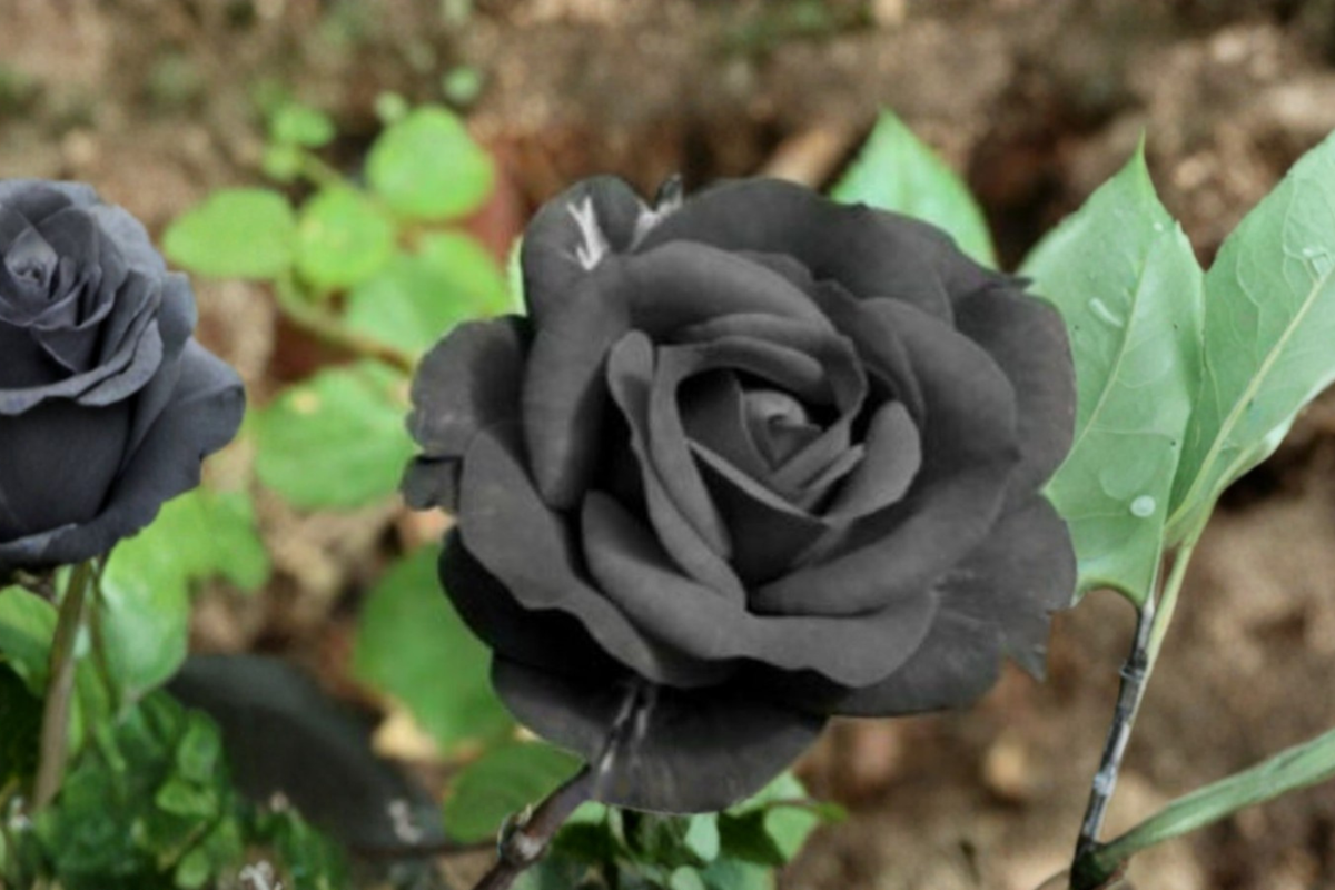 Dark Purple Rose Seeds - Rare English Rose Variety for Ornamental Gardens, Flower Beds & Containers, Rosa spp.