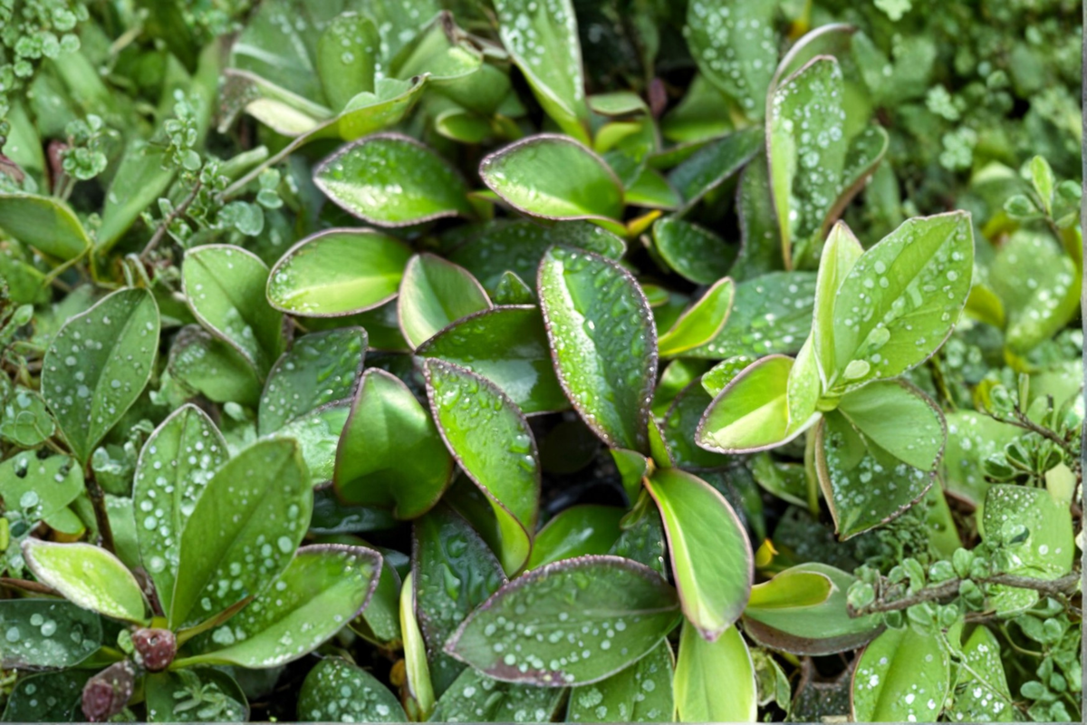 Peperomia Red Edge Live Plant, Variegated Tropical Houseplant in 2-Inch Pot, Green & Red Foliage, Indoor & Outdoor