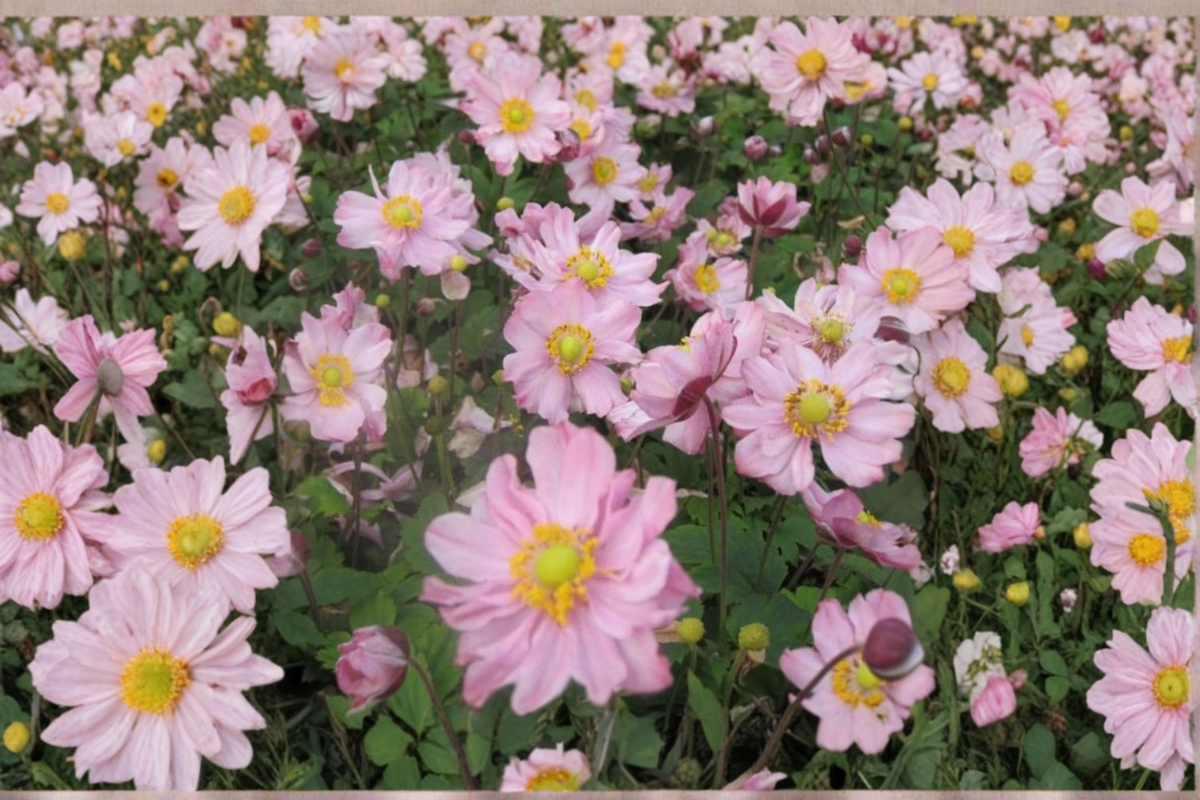Fantasy Pocahontas Windflower Live Plants – 3 Rooted Starter Plants in 1 Qt Pots, Pink Blooms, Anemone hybrida Perennial