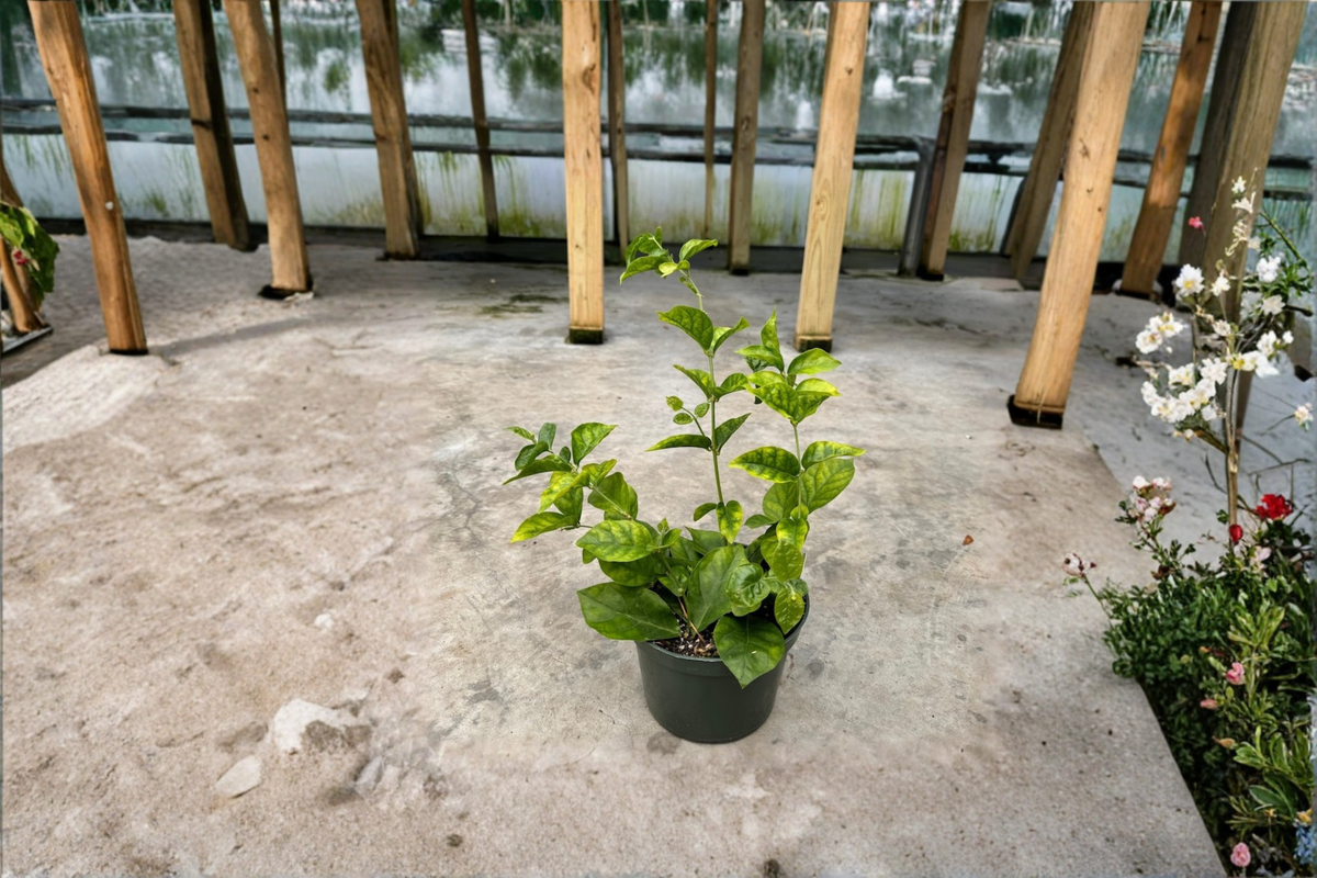 Arabian Sambac Jasmine Live Plant – Indoor Outdoor Flowering Shrub, Jasminum sambac, White Blooms, Starter Garden Plant