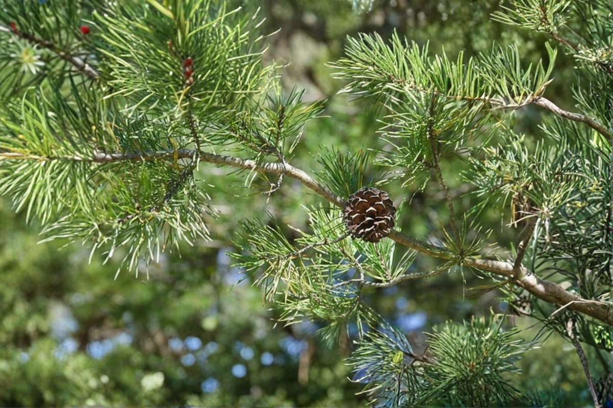 Virginia Pine Live Plant 1 Gallon Pot, Pinus virginiana, Native Evergreen Tree, 12 Inches Tall, Landscape, Yard, Outdoor Plant
