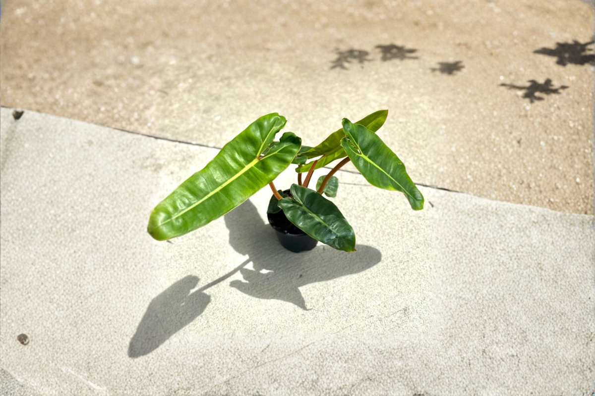 Philodendron Billietiae Live Plant | 4 Inch Pot | Orange Stems & Elongated Green Leaves | Tropical Houseplant for Indoor Decor