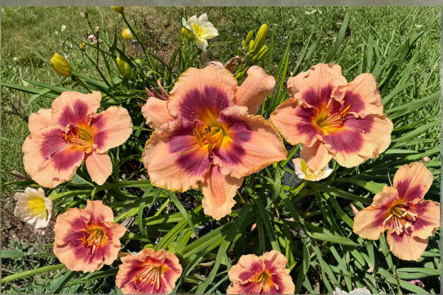 Daylily Joe Marinello Bare Root Plants – Red Perennial for Summer Garden Flowers, Hemerocallis