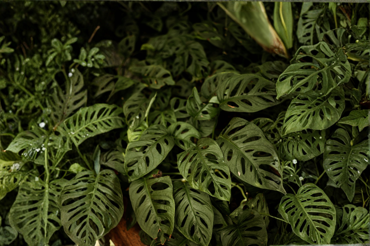 Monstera Obliqua Expilata Live Plants – 2 Rooted Starters in 1 Qt Pot, Rare Tropical Houseplant, Climbing Indoor Plant, Green Foliage
