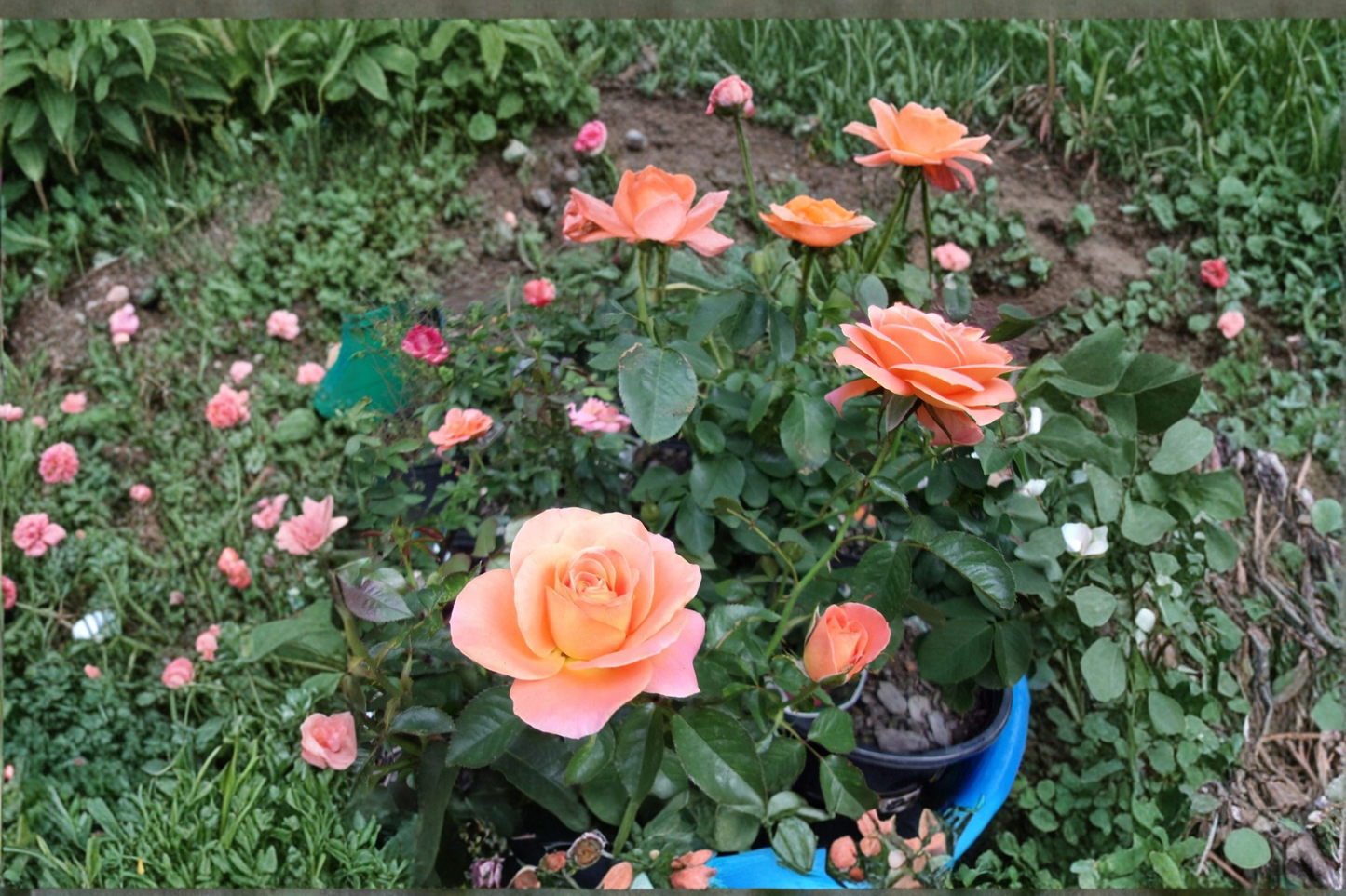 Chicago Peace Hybrid Tea Rose Live Plant, Pink & Yellow Blooms, 3-Gallon Container, Flowering Rose Bush for Garden Outdoor