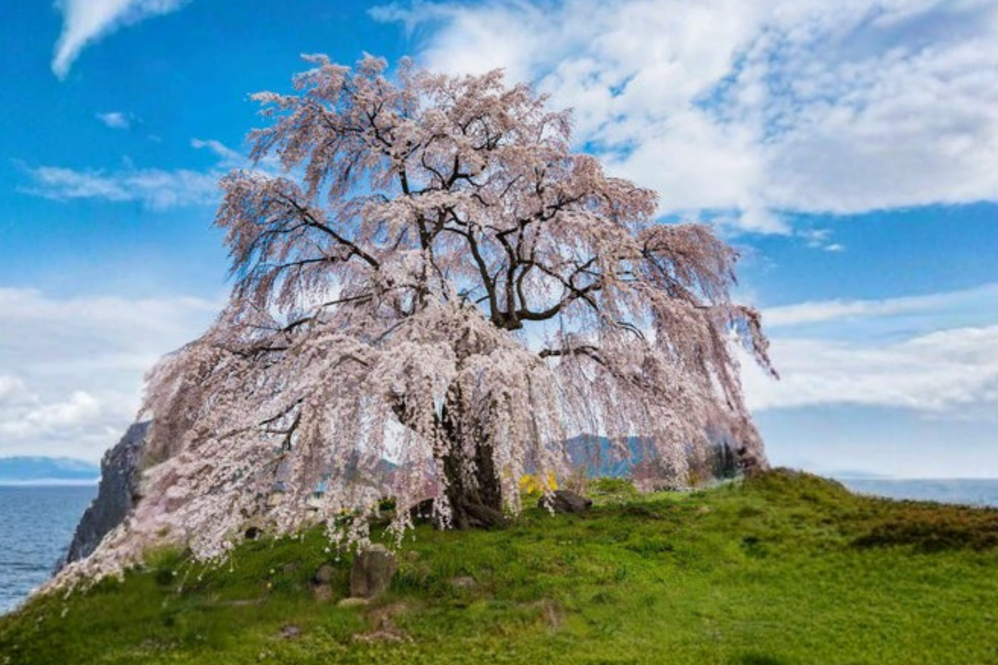 Weeping Cherry Tree Seeds, Ornamental Flowering Tree, Pink/White Blossoms, Prunus spp., 10 Seeds for Garden & Landscape