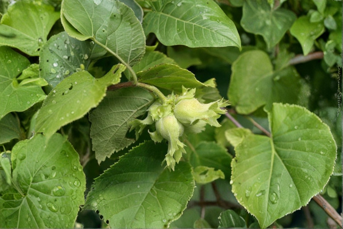 American Hazelnut Live Plant 3 Gallon Pot, Corylus americana, Nut Shrub for Garden, Landscape, Hedges