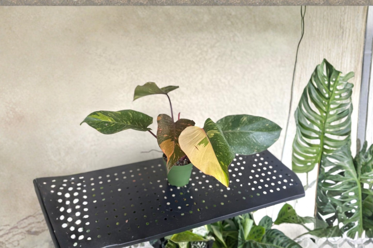 Philodendron Orange Princess Live Plant – Variegated Marble Galaxy, 4-Inch Pot, Rare Indoor Houseplant, Tropical Decor, Gift