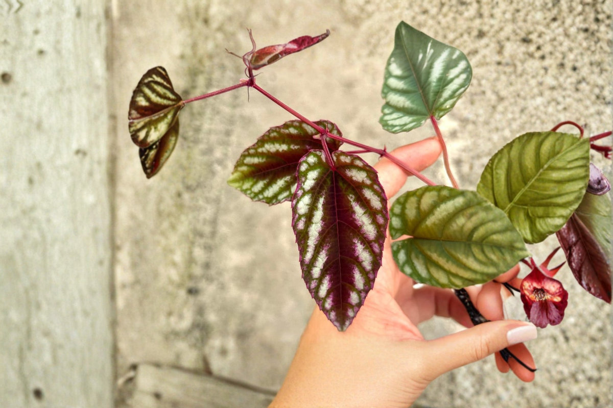 Cissus Discolor Live Plant, Tropical Climbing Vine, Rex Begonia Foliage, 2-Inch Pot, Indoor Houseplant, Silver and Purple Leaves
