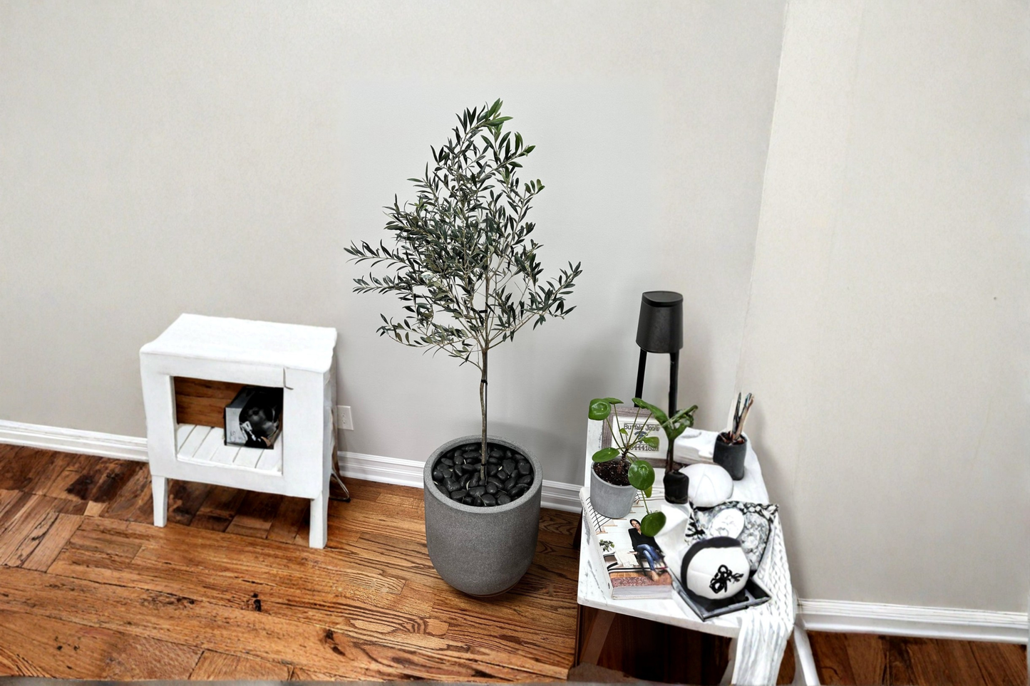 Arbequina Olive Tree Live Plant – Tall Evergreen Fruit Tree for Mediterranean Gardens, Patios & Orchards, Olea europaea