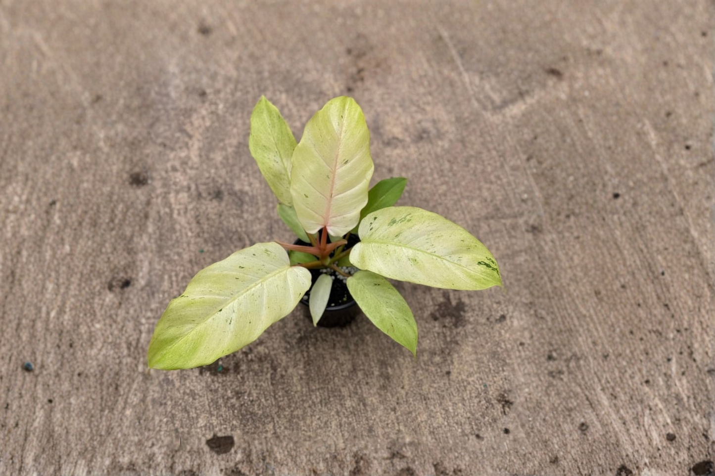 Philodendron Snowdrift Live Plant, Variegated White Leaf Tropical Houseplant, 4-Inch Pot