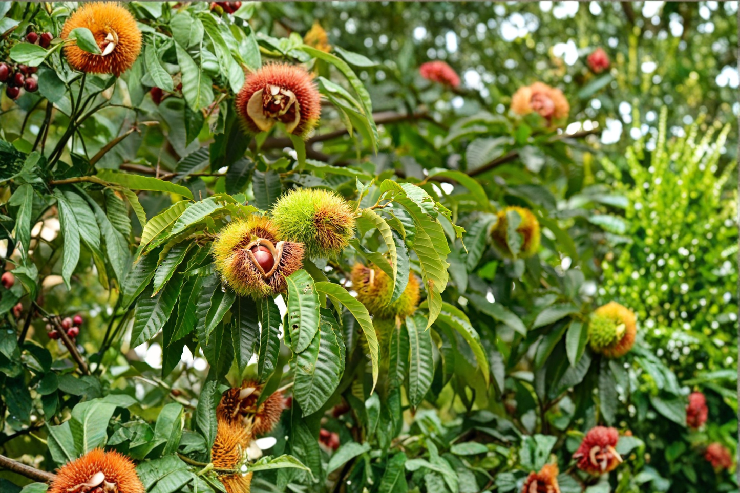 Chinese Chestnut Tree Live Plant 5 Gallon, Castanea mollissima, Nut Tree, Shade Tree, Easy to Grow Outdoor Plant