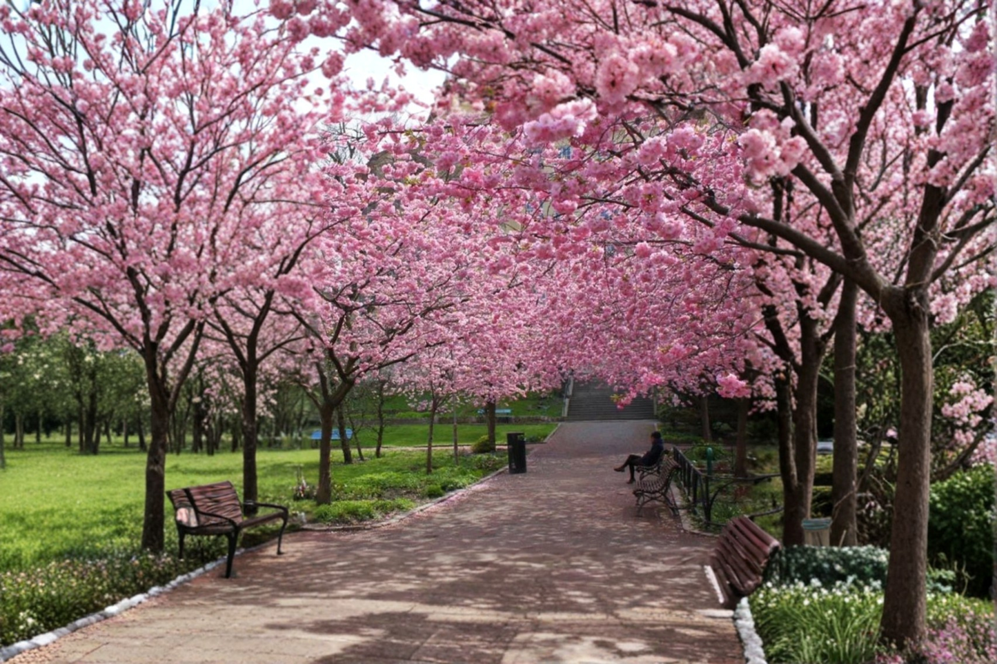 Japanese Sakura Cherry Tree Seeds – 3 Pink Blossom Ornamental Seeds for Outdoor & Container Gardening Prunus spp.