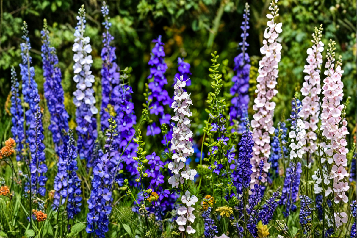 Delphinium Magic Fountains Mix Live Perennial Starter Plants – 4 Pack – Delphinium elatum