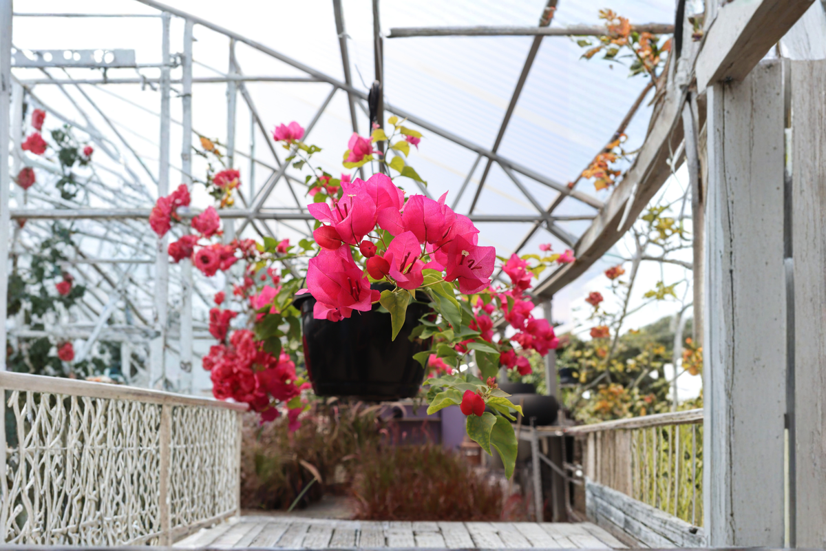 Rijnstar Pink Bougainvillea Live Starter Plant in Container - Tropical Flowering Vine