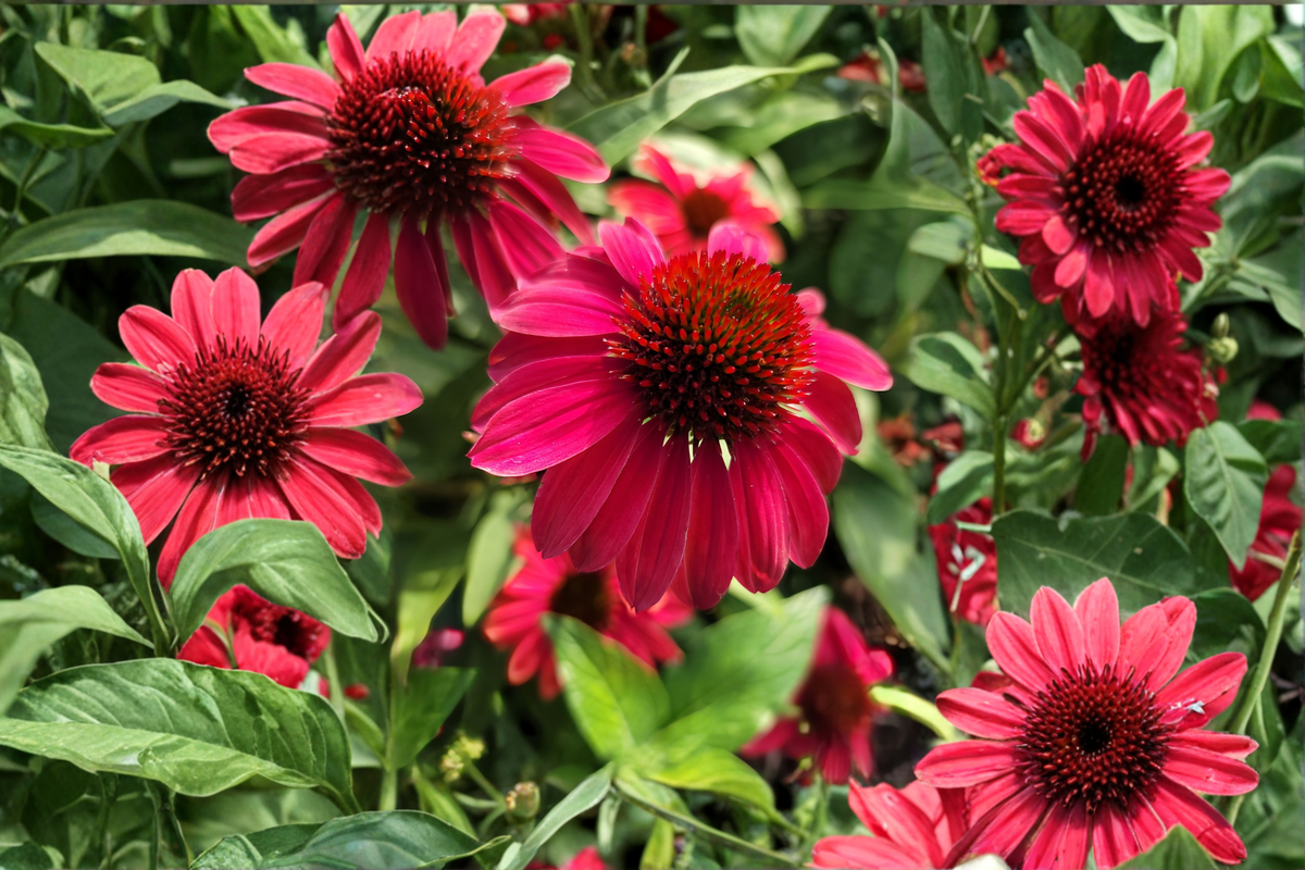 Double Scoop Cranberry Coneflower Live Plants – 3 Rooted Starters in 1 Qt Pots, Echinacea 'Double Scoop Cranberry' Perennial