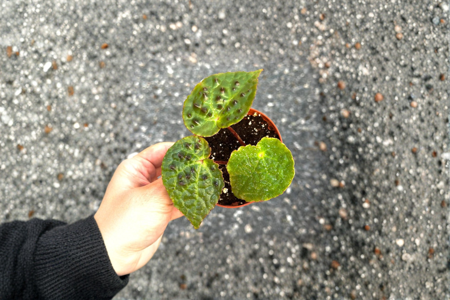Begonia Ferox Live Plant – Rooted Tropical Houseplant with Spiked Dark Green Foliage, Indoor Decor, Rare Plant Gift
