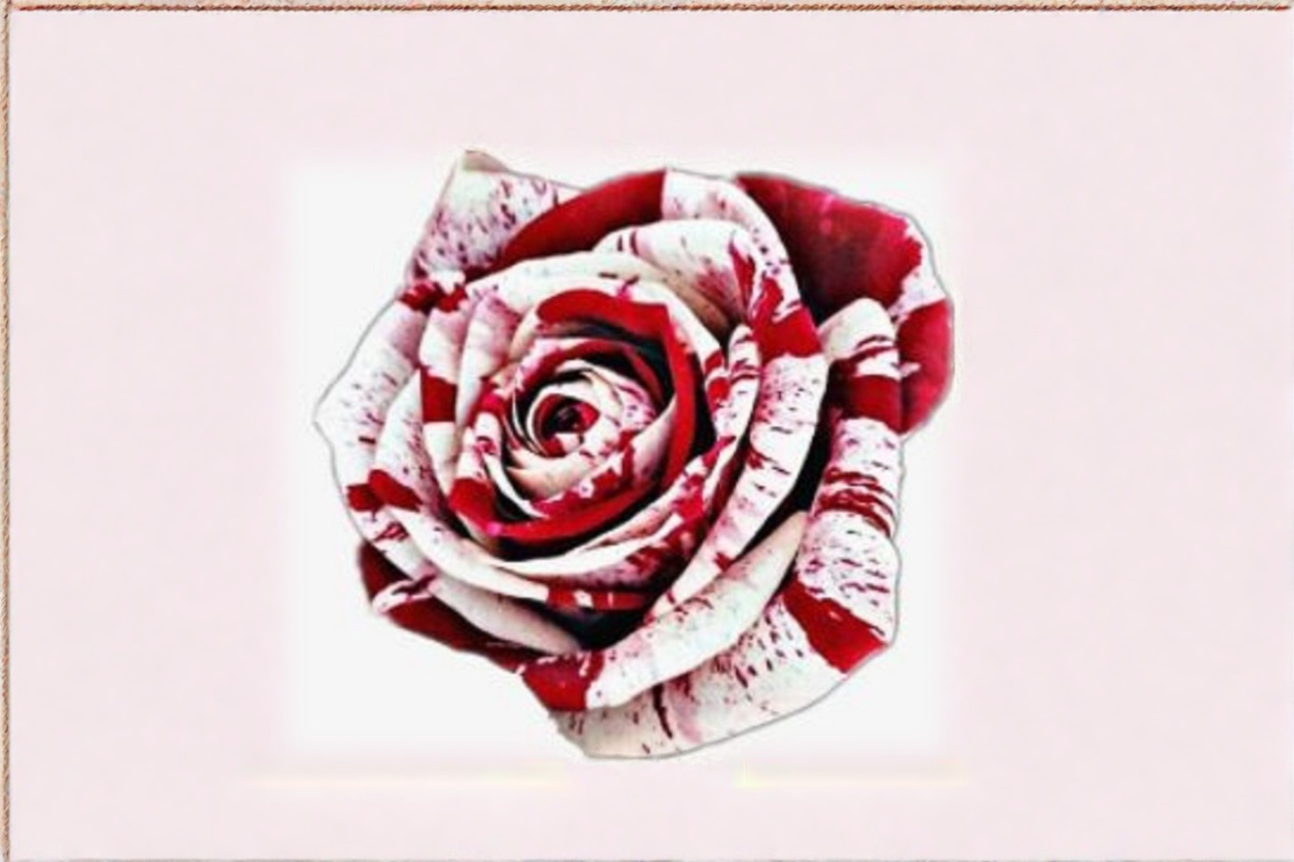 Red Blood Rose Seeds – Deep Red Flowering Rose Bush, Rosa spp., Ornamental Garden Planting Pack of 30 Seeds