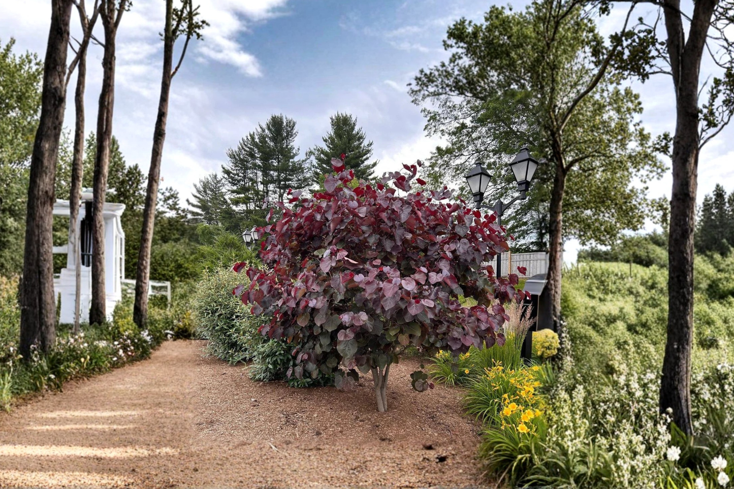 Merlot Redbud Tree 4–6 ft Live Plant, Burgundy Foliage, Pink Spring Blooms, Cercis canadensis ‘Merlot’ Ornamental Landscape Tree