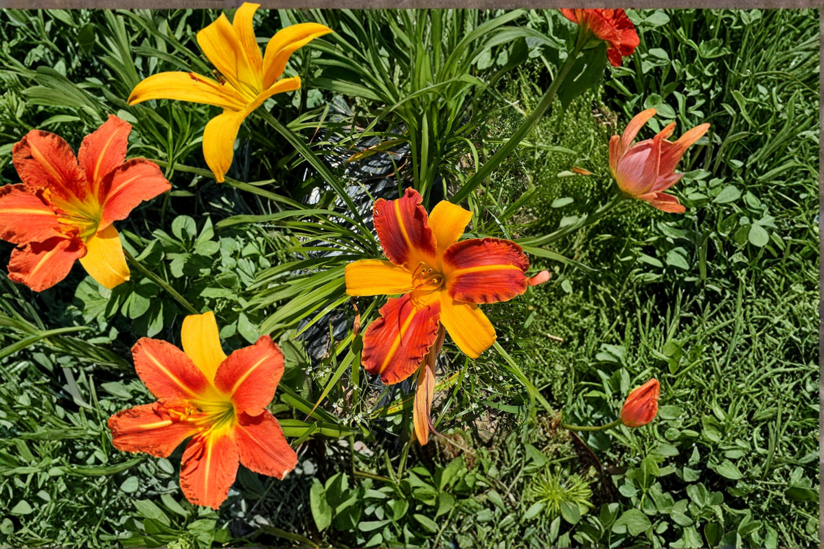 Daylily ‘Frans Hals’ Bare Root Plants – Red Yellow Bi-Color Perennial for Summer Garden Flowers