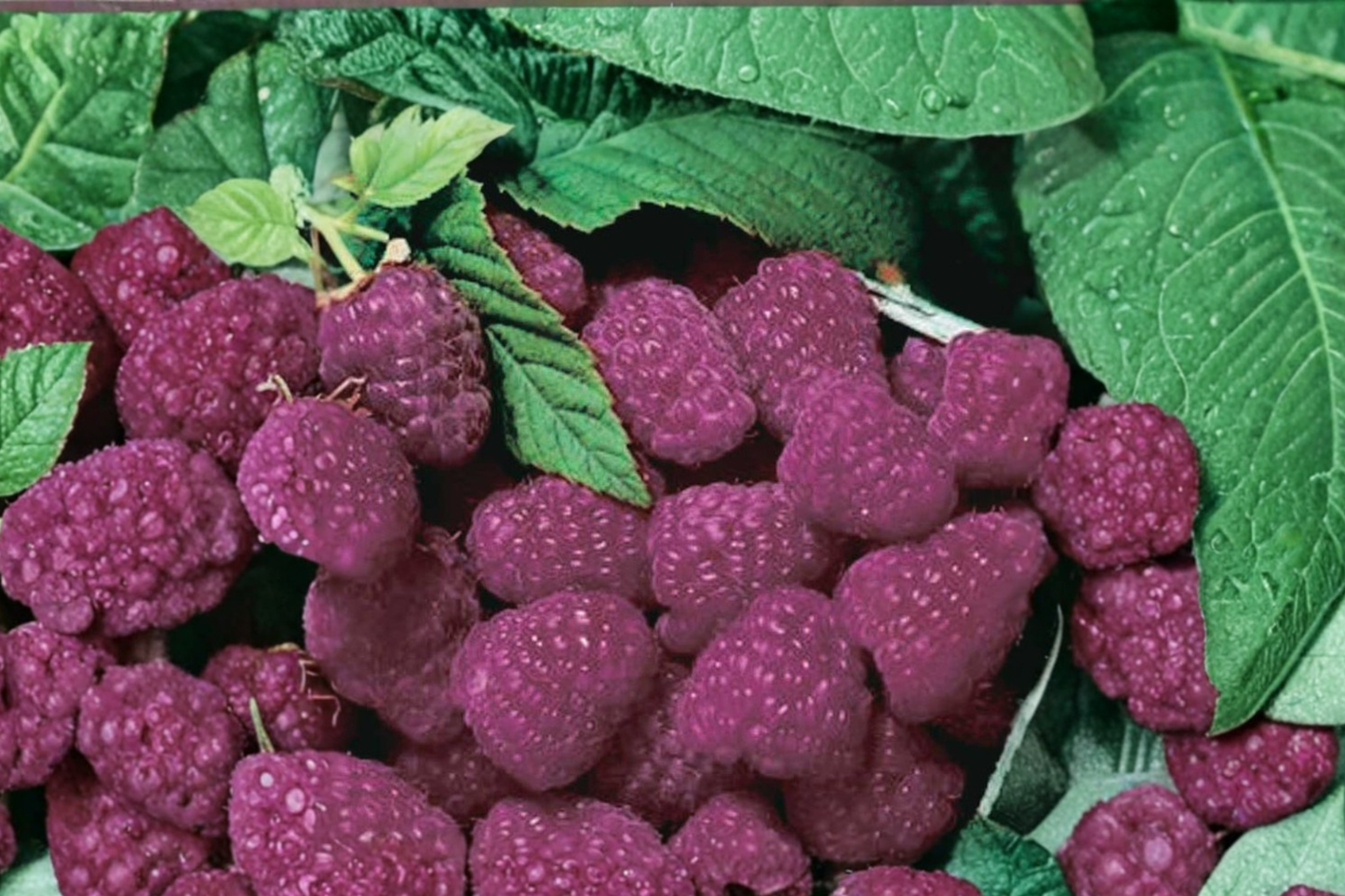 Purple Royalty Raspberry Seeds – 100 Pack, Rare Purple Berry, Fruit Plant, Rubus Hybrid, Edible Landscaping, Container Friendly