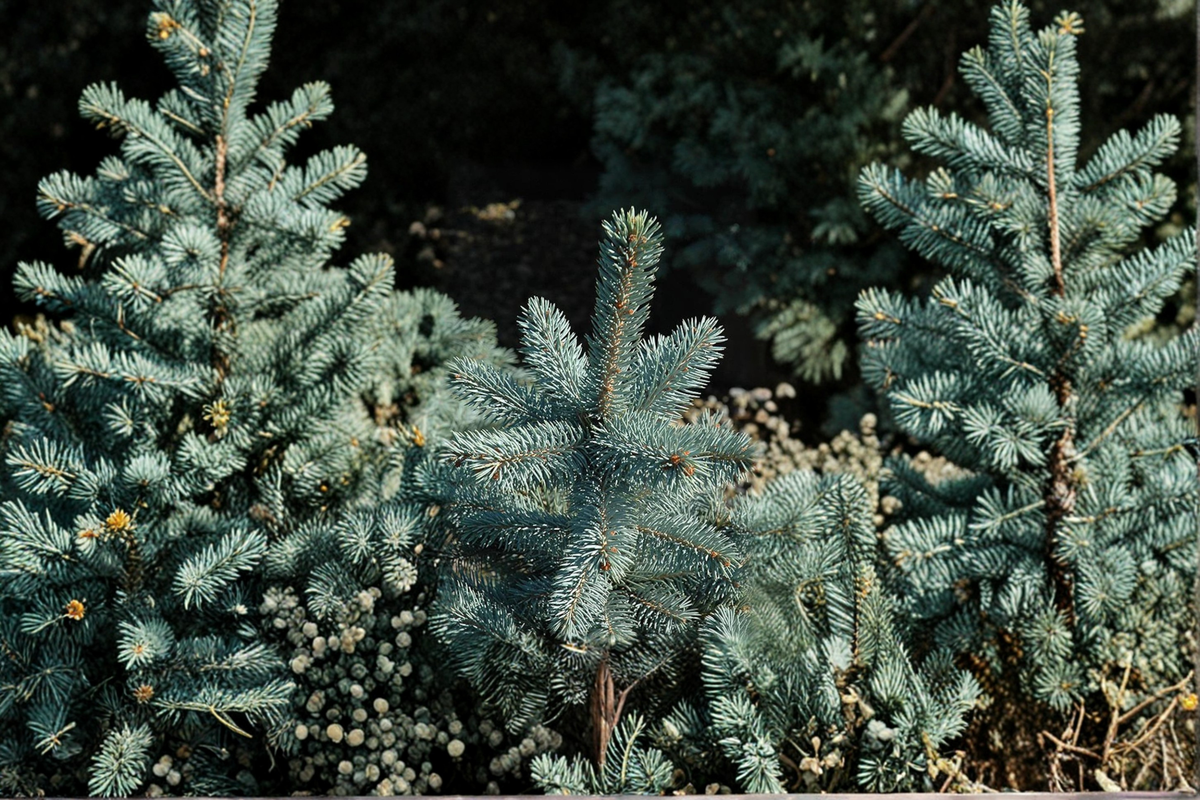 Baby Blue Eyes Colorado Spruce Live Plant 12 Inch Picea pungens Blue Evergreen Conifer in 1-Gallon Pot